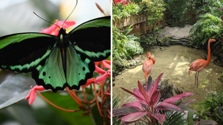 This Glass-Domed Garden in Florida Has 50 Butterfly Species, Flamingos, and a Calm That Feels Miles From the Street Outside