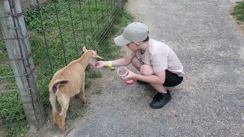 Interactive Animal Encounters With Free-Roaming Friends