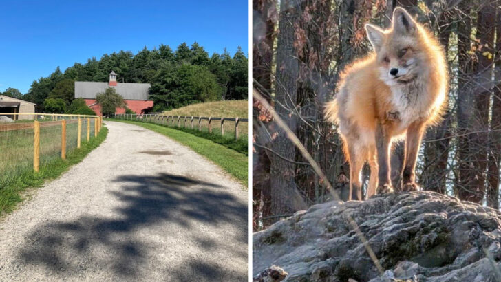 This Massachusetts Farm Doubles as a Wildlife Sanctuary Where Kids Can Meet Rescued Foxes and Owls