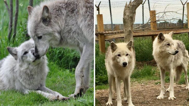 This Massachusetts Sanctuary Lets You See Wolves Up Close Without Leaving New England