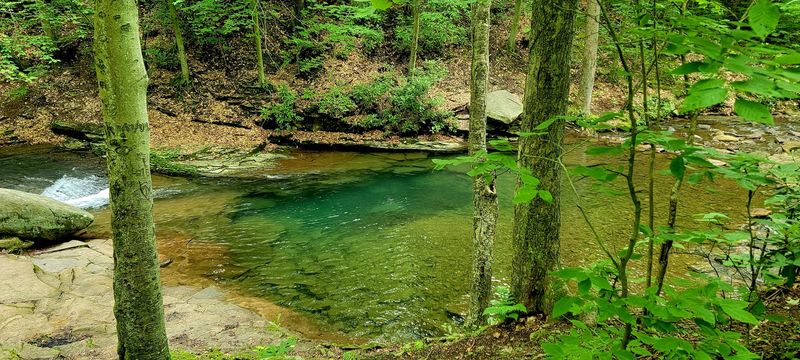 The First Look Through the Trees
