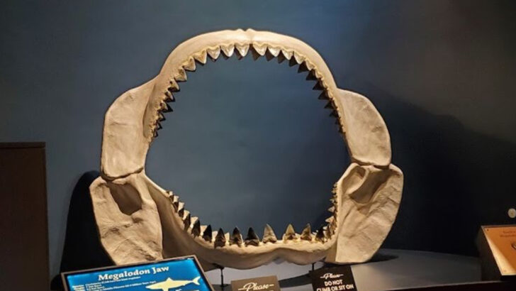 This Massive Georgia Museum Lets You Pan for Gems, Touch Megalodon Teeth, and Stargaze Through a 20-Inch Telescope