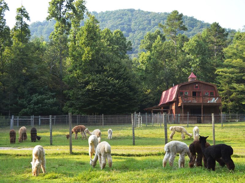 Lasso the Moon Alpaca Farm: What Makes It Special