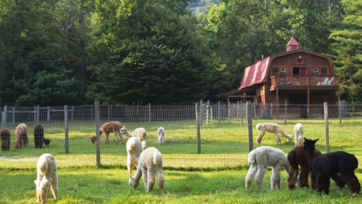 This Mountain Farm in Georgia Lets Kids Feed Alpacas and Watch Fiber Art Come to Life