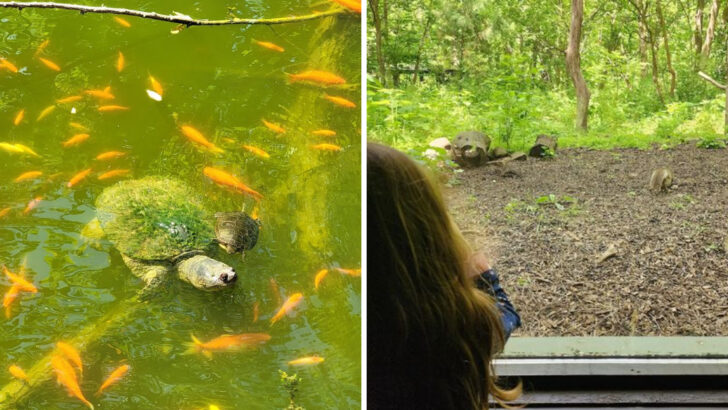 This Nature Sanctuary in Ohio Is Home to Rescued Wildlife and Quiet Forest Trails
