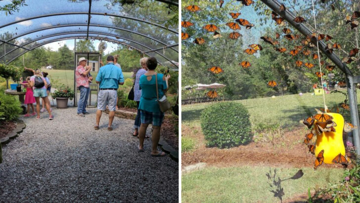 This North Carolina Farm Lets You Walk Among Hundreds Of Butterflies In A Garden Built For Them