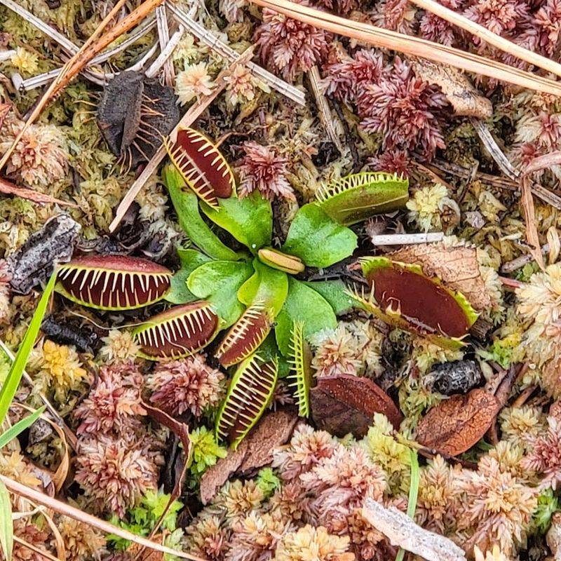 The Venus Flytrap Trail and Its Carnivorous Plant Wonders