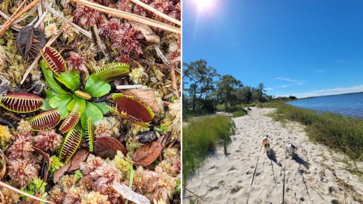 This North Carolina State Park Has Coastal Trails, Quiet Views, and a Rare Plant You Might Spot Along the Way