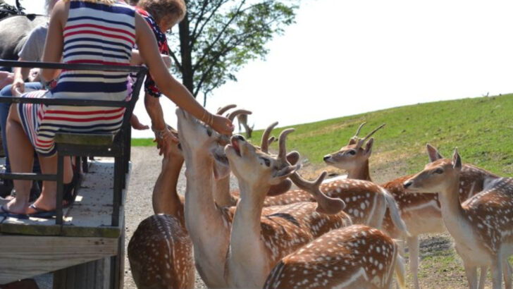 This Ohio Farm in the Heart of Amish Country Lets You Hand-Feed Hundreds of Animals