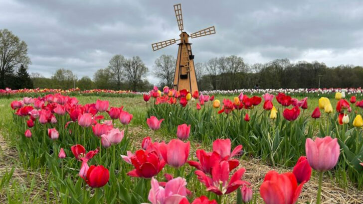 This Ohio Fruit Farm Turns A Spring Day Trip Into Tulips, Donuts, And Country Market Finds