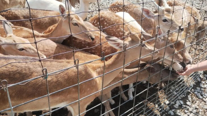 This Old-School Ohio Park Is Home to a Herd of Deer That Have Grown Up Around People and Love the Attention