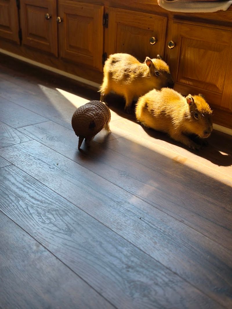 Why Capyfriends Cafe Is Special