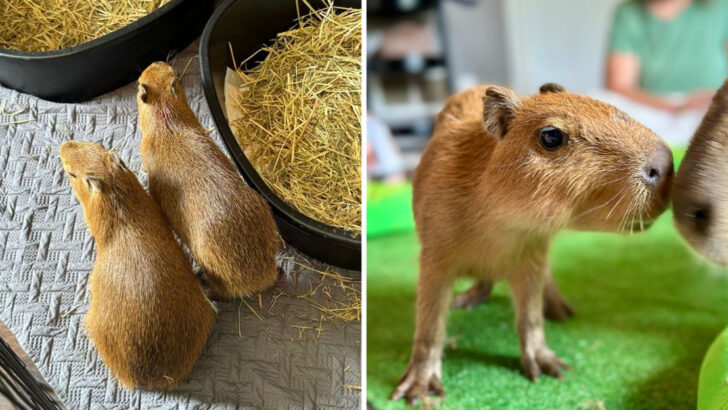 This One-Of-A-Kind Spot In Georgia Lets You Relax With Real Capybaras