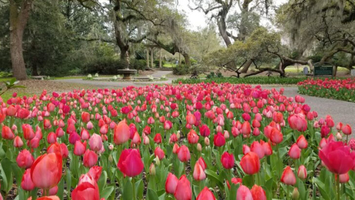 This Peaceful Coastal Garden in North Carolina Centers Around a 465-Year-Old Live Oak With Deep Local History