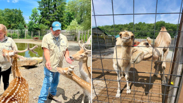 This Pennsylvania Animal Park Lets You Hand-Feed Animals in a Relaxed Setting