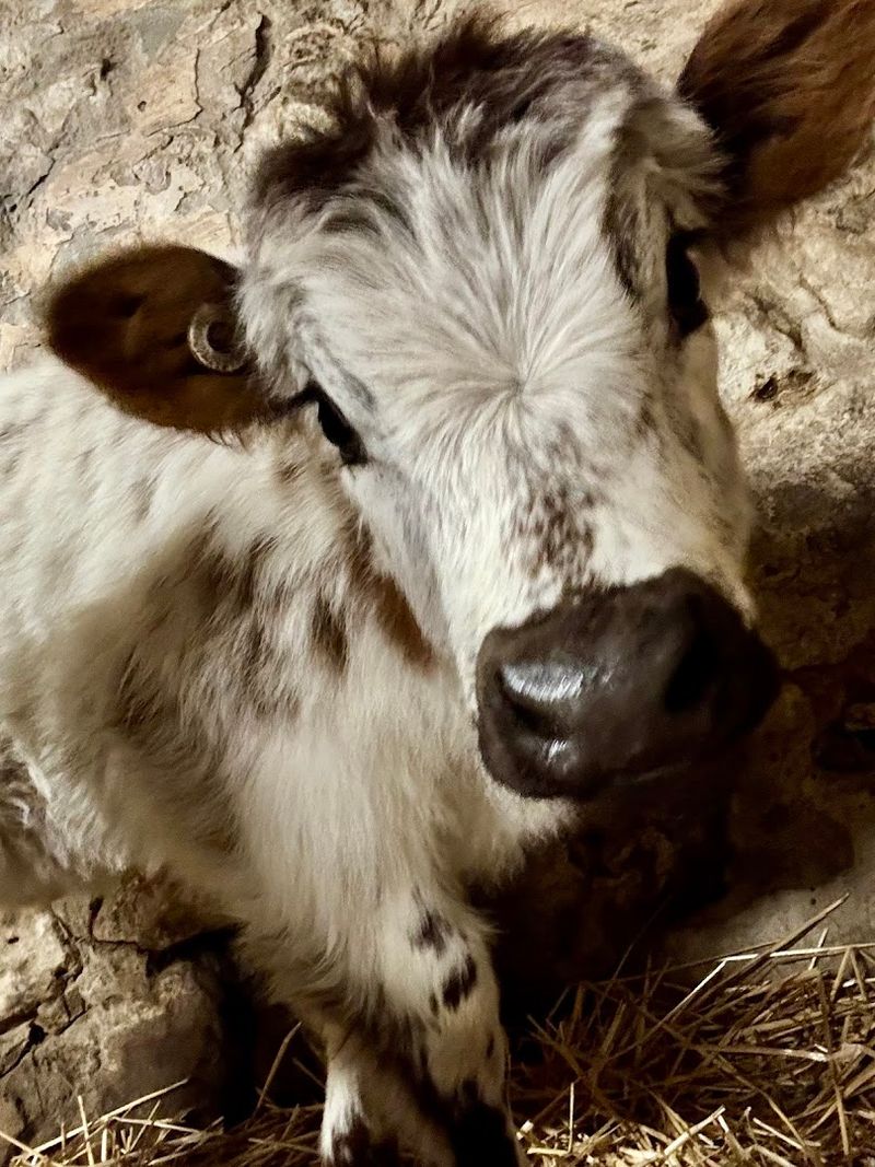 Mini Highland Cow Hand-Feeding