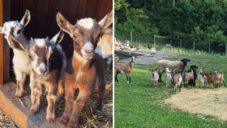 This Pennsylvania Farm Raises Miniature Highland Cows, Alpacas, and Tiny Horses and You Can Hand-Feed Every Single One