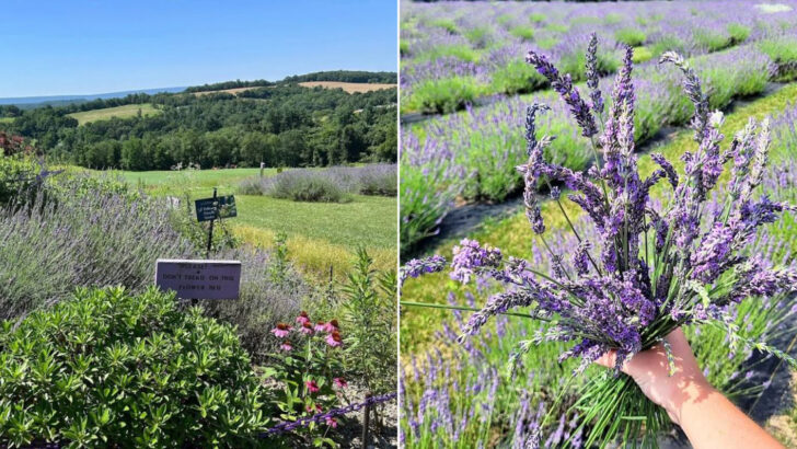 This Pennsylvania Lavender Farm Pairs Fragrant Fields With Sweeping Countryside Views