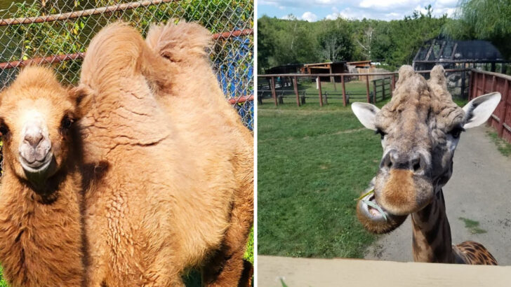 This Quiet Massachusetts Zoo Was Started by Polish Immigrants on Old Farmland and Now Houses 500 Animals