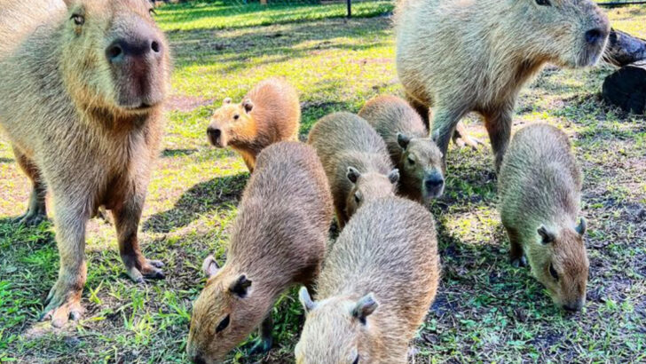 This Small Florida Sanctuary Houses Exotic Animals From Around the World and Lets You Meet Them One by One