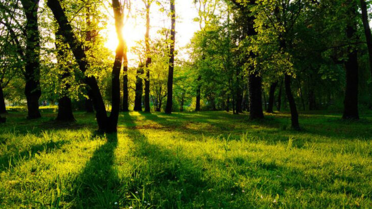 This Small Pennsylvania State Park Feels Like Stepping Into a Storybook Forest
