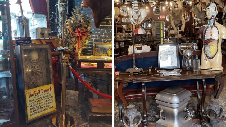 This Wonderfully Weird Shop in Florida Is Filled With Oddities You Rarely See in One Place