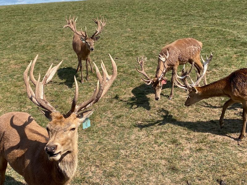 The Hand-Feeding Hayride That Makes the Visit Unforgettable