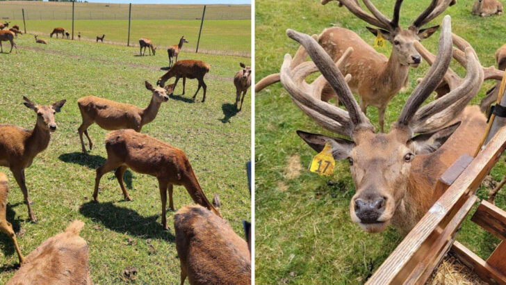 This Working Pennsylvania Farm Raises Red Deer and Lets Guests Get Close Enough to Feed Them by Hand