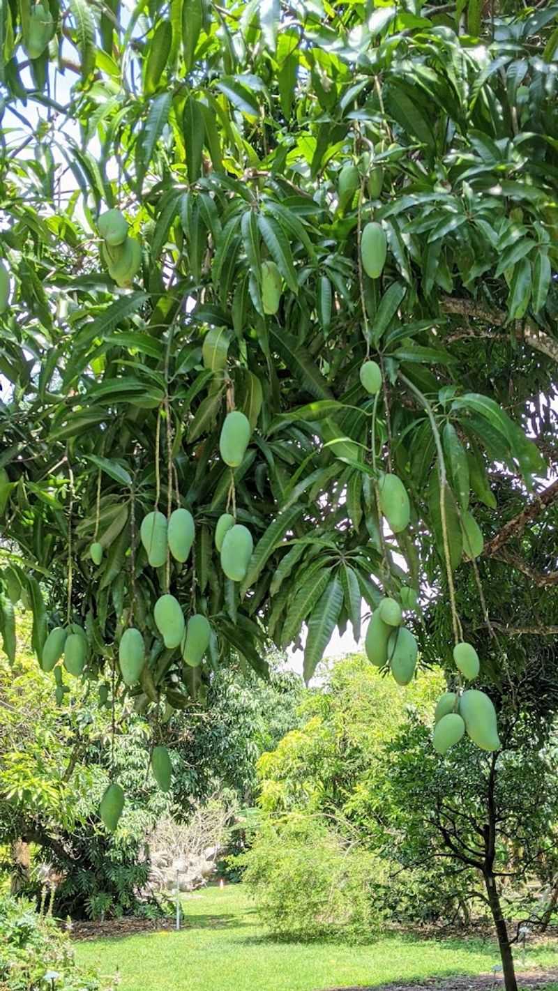 A Legendary Mango and Avocado Collection