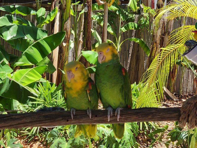 Rescued Bird Sanctuary - A Safe Haven for Exotic Feathered Friends