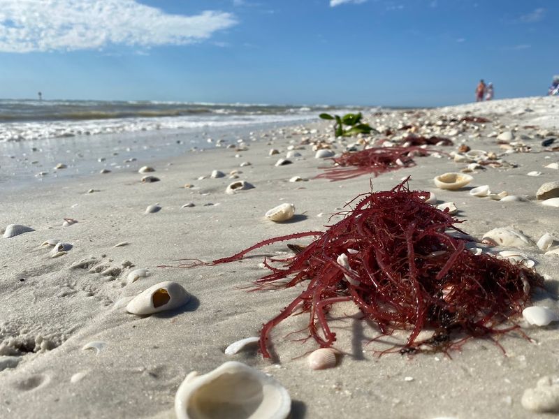 Barefoot Beach Preserve