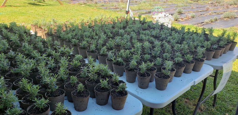 Leave With the Simple Memory That Sticks