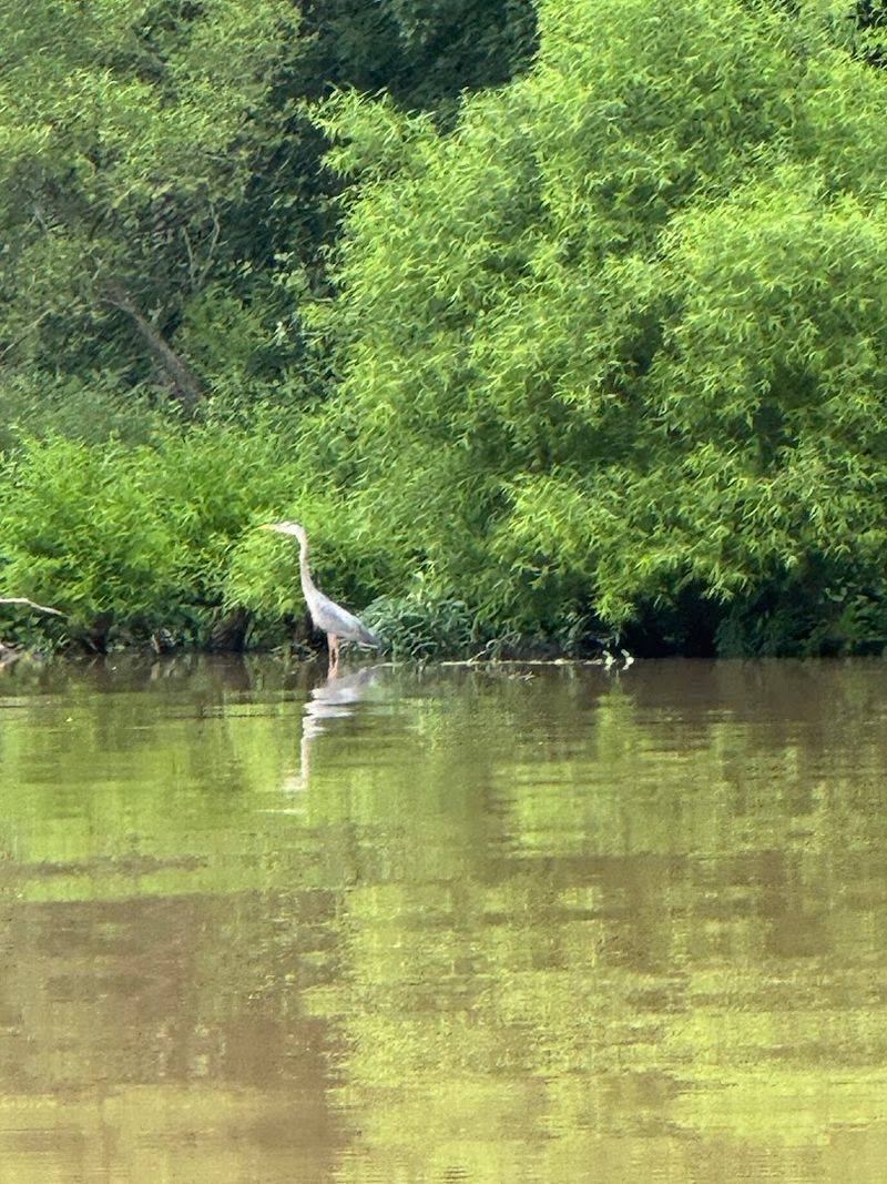 Wildlife You're Likely to See on the River