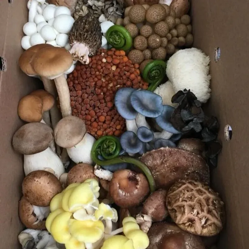 Primordia Mushroom Farm Workshops