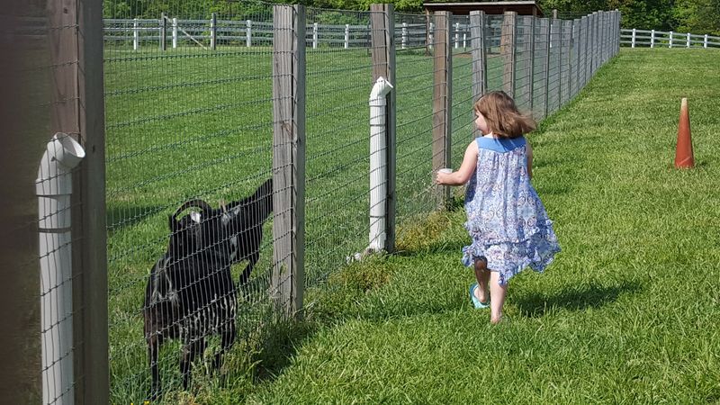 Farm Animals and Extra Fun for Kids