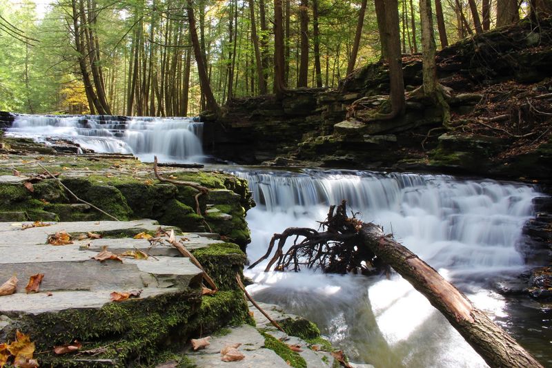 Salt Springs State Park &ndash; Fall Brook Trail