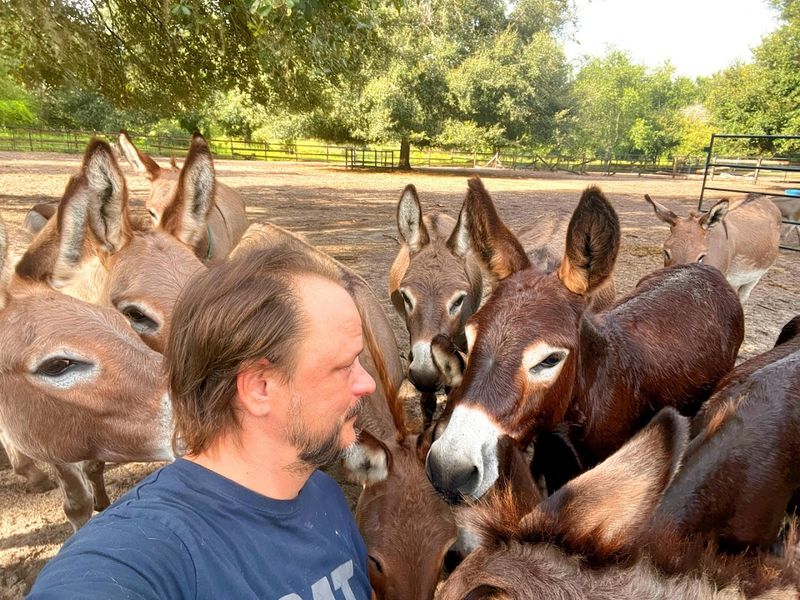 More Than Cows - Mini Donkeys and Farm Friends