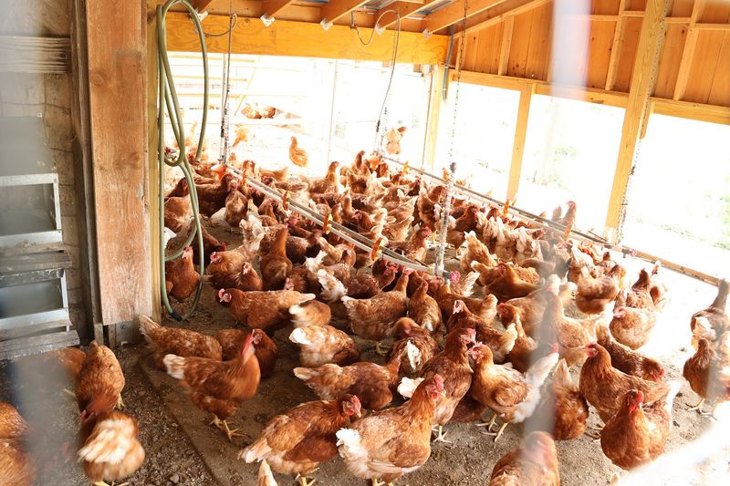 The Farm Animals Add A More Honest Kind Of Charm