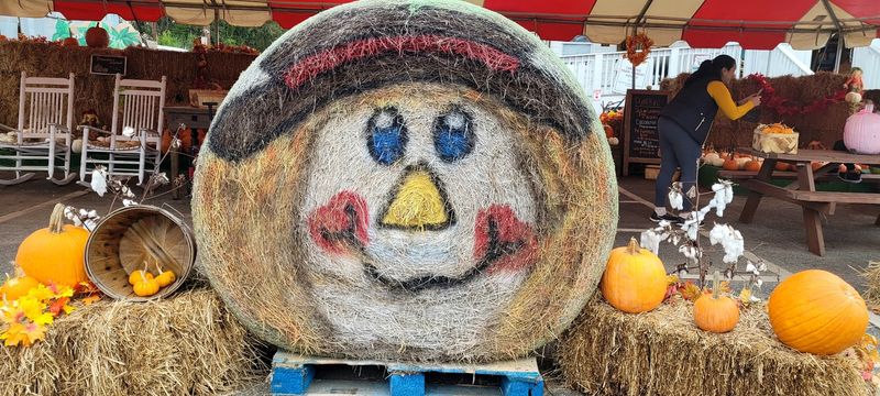 The Pumpkin Patch and School Field Trips