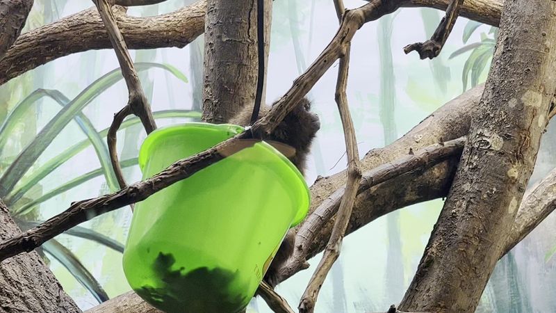 The Indoor Tropical Exhibit: Monkeys, Sloths, and Colorful Birds