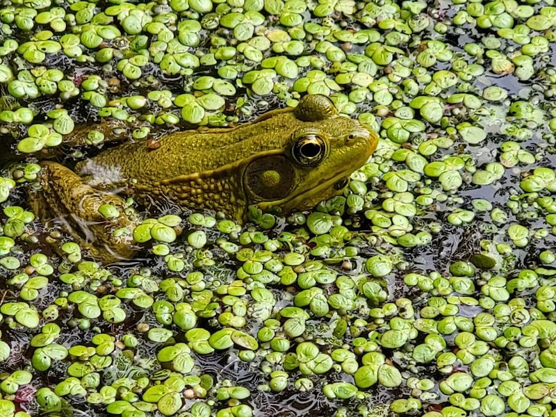 A Haven for Wildlife and Birdwatching