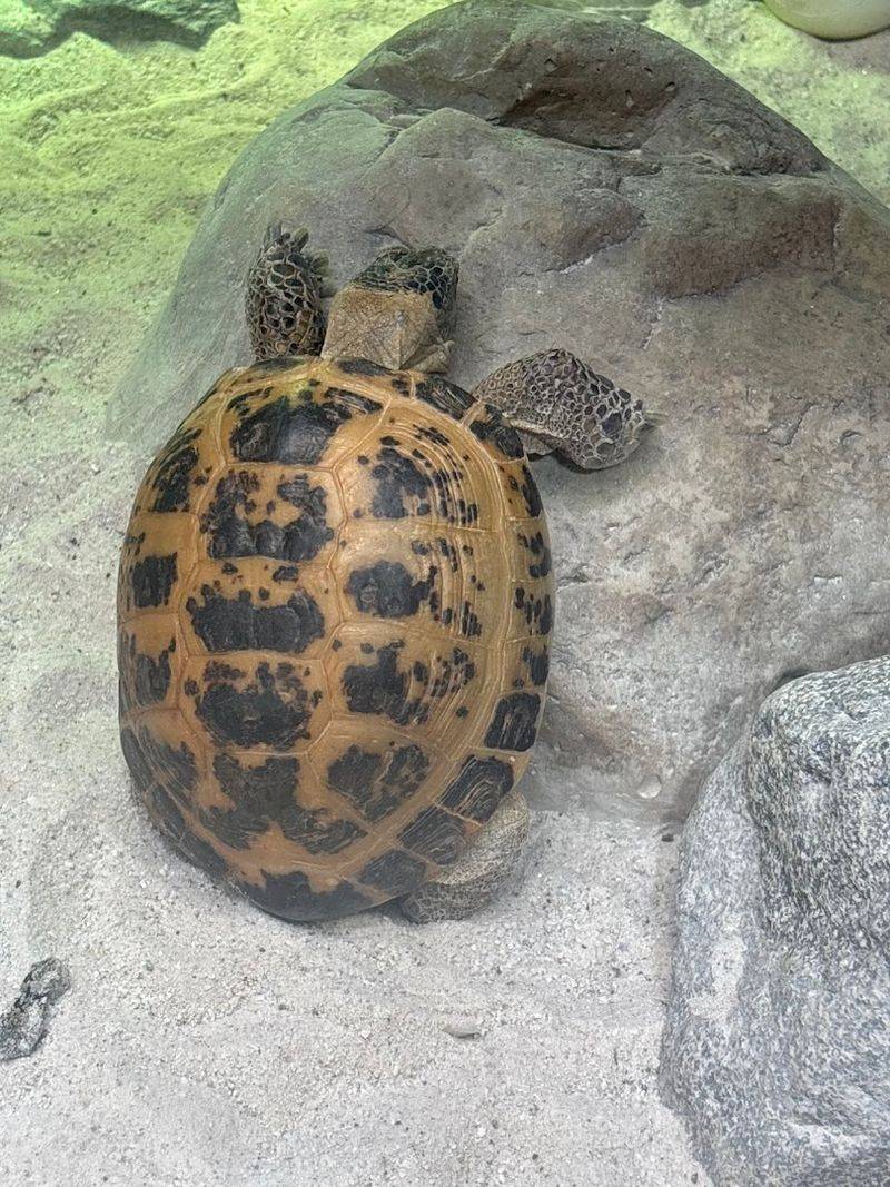 Beyond Butterflies &mdash; Other Creatures and Plants