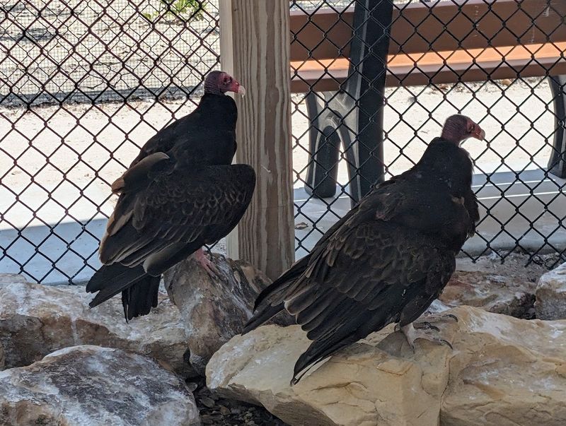 Educational Experiences and Daily Bird Presentations