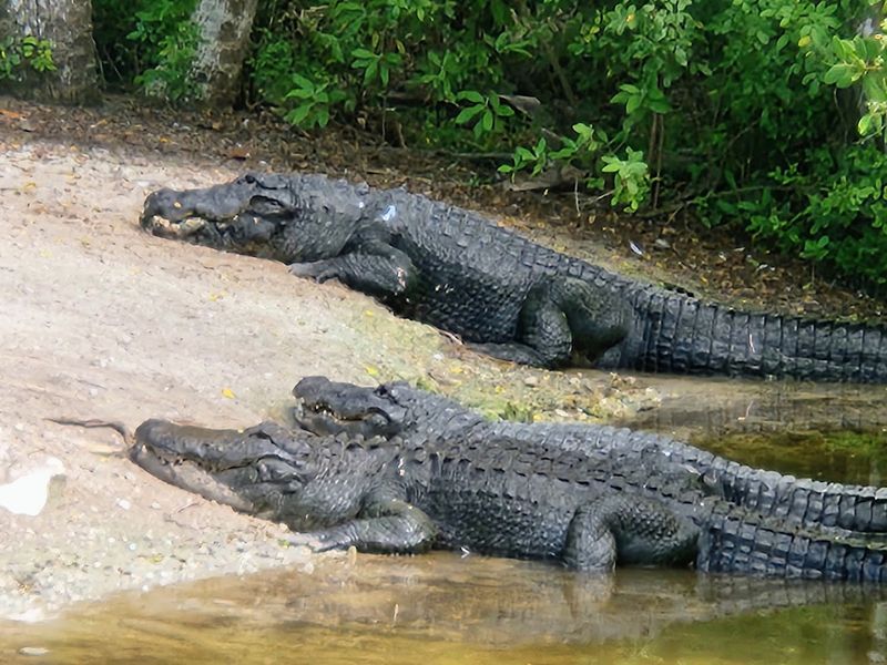 The Thrilling Alligator Feeding Show