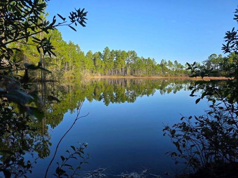 Green Swamp Preserve