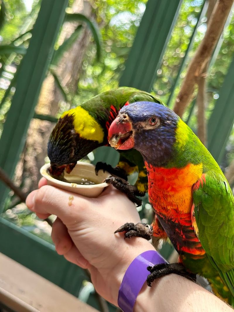 Interactive Parrot Exhibits - Dancing and Talking Birds