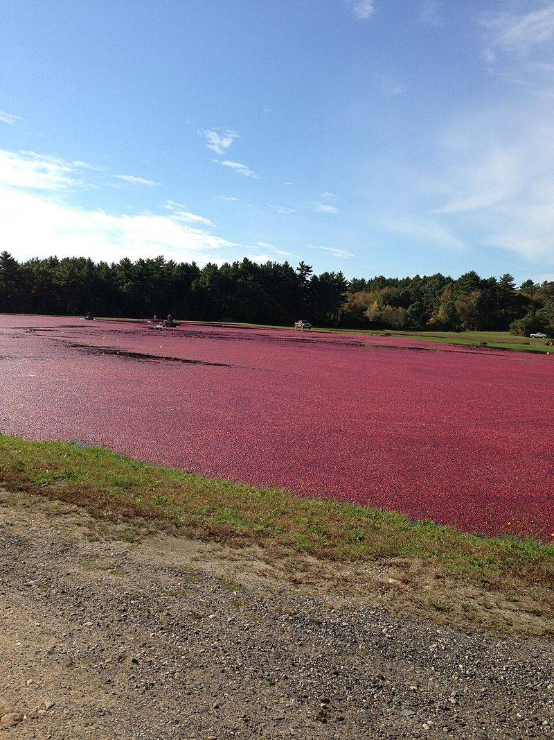 Cranberry Bog Country Views