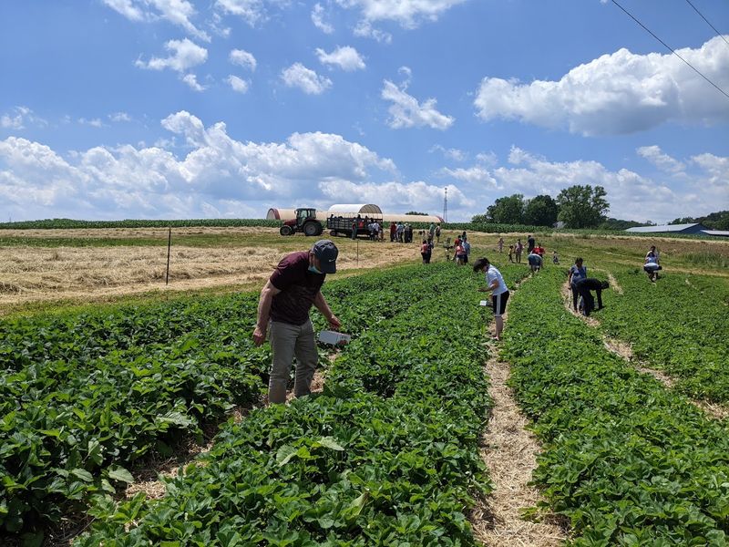 Strawberry Picking in the Fields