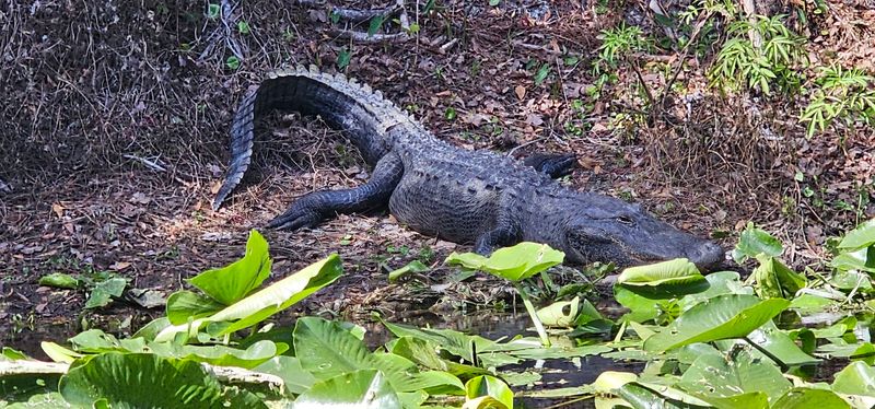 Silver Springs State Park