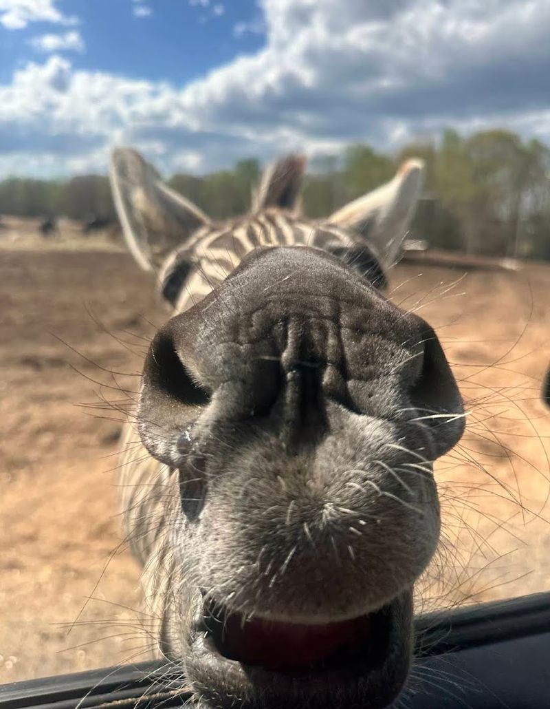 Animal Encounters and Keeper Talks